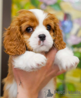 Photo №2 de l'annonce № 95862 de la vente cavalier king charles spaniel - acheter à Turquie annonce privée