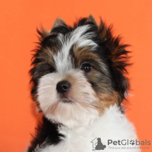 Photo №3. Chiots Beaver York. Biélorussie