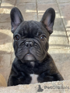 Photo №4. Je vais vendre bouledogue en ville de Surčin. éleveur - prix - négocié