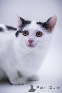 Photo №3. Charmante princesse en cadeau !. Fédération de Russie