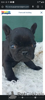 Photo №4. Je vais vendre bouledogue en ville de Kula. annonce privée - prix - négocié