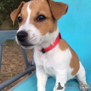 Photo №2 de l'annonce № 78588 de la vente jack russell terrier - acheter à Allemagne annonce privée