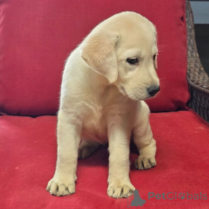 Photo №3. Margo Labrador Retriever Femelle de 10 semaines Prête à rentrer à la maison. Allemagne