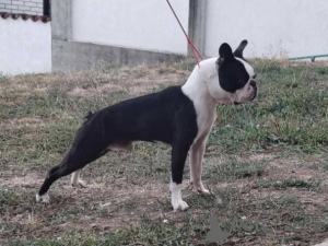 Photo №1. terrier de boston - à vendre en ville de Belgrade | négocié | Annonce №177383