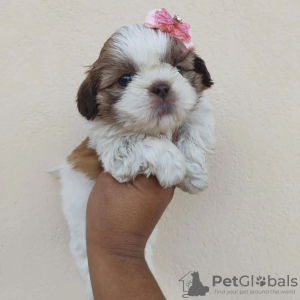 Photo №1. shih tzu - à vendre en ville de Richmond | 331€ | Annonce №42827