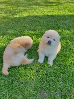 Photo №2 de l'annonce № 168779 de la vente chow-chow - acheter à USA 