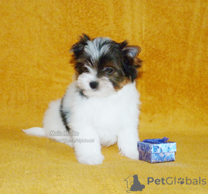 Photo №4. Je vais vendre biewer yorkshire terrier en ville de Tbilissi. annonce privée, de la fourrière, éleveur - prix - négocié