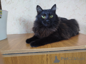 Photo №2 de l'annonce № 164928 de la vente  - acheter à Biélorussie 