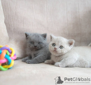 Photo №2 de l'annonce № 83089 de la vente british shorthair - acheter à Allemagne éleveur