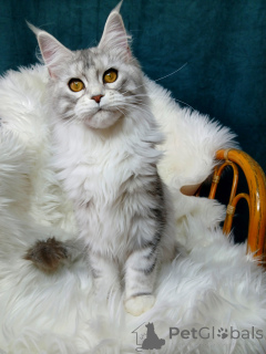 Photo №2 de l'annonce № 139613 de la vente maine coon - acheter à Fédération de Russie de la fourrière