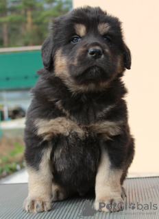 Photo №1. buryat wolfhound mongol - à vendre en ville de Москва | 531€ | Annonce №26949