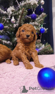 Photo №1. caniche (nain) - à vendre en ville de Varsovie | négocié | Annonce №83881