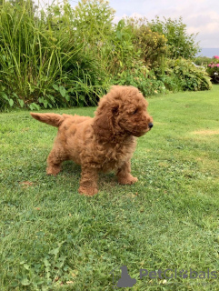 Photo №3. De jolis chiots caniches jouets disponibles en adoption gratuite. Allemagne