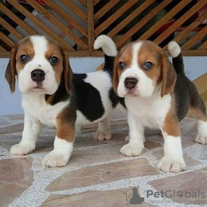 Photos supplémentaires: Beaux chiots Beagle