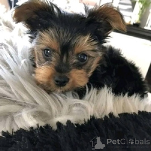 Photo №1. yorkshire terrier - à vendre en ville de Ramstein-Miesenbach | 560€ | Annonce №166050