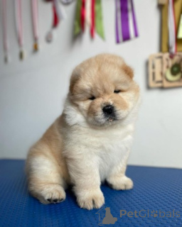 Photo №1. chow-chow - à vendre en ville de Agios Nikolaos | négocié | Annonce №170487
