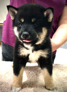 Photo №3. Shiba Inu. Fédération de Russie