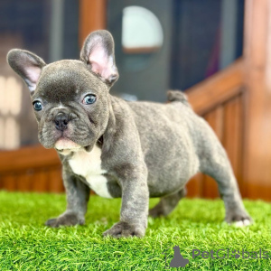 Photo №1. bouledogue - à vendre en ville de Milan | négocié | Annonce №167207