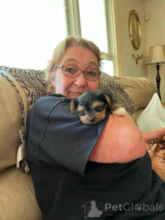 Photo №1. biewer yorkshire terrier - à vendre en ville de Ville de Floride | 775€ | Annonce №167868