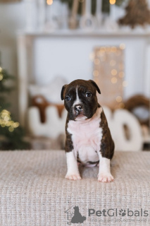 Photos supplémentaires: Chiots American Staffordshire Terrier