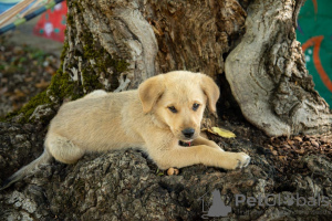 Photo №4. Je vais vendre labrador retriever en ville de Tbilissi. annonce privée - prix - 110€