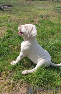 Photos supplémentaires: chiots dogue argentin