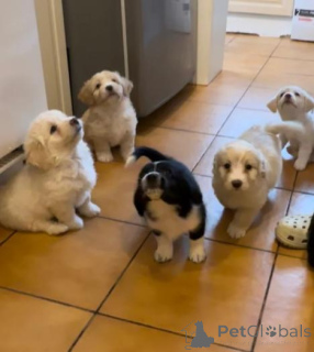 Photo №1. labrador retriever - à vendre en ville de Herceg novi | 380€ | Annonce №158913