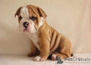 Photo №3. Bouledogues anglais à adopter. USA