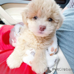 Photo №3. Chiots Cavapoo de race pure. Pays Bas