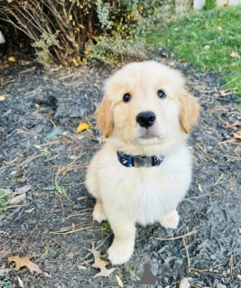 Photo №1. golden retriever - à vendre en ville de Cinkiškiai | négocié | Annonce №159863