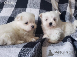 Photo №1. bichon maltais - à vendre en ville de Berlin | 350€ | Annonce №107508