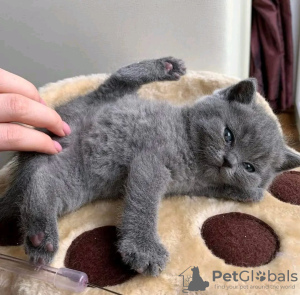 Photo №2 de l'annonce № 72816 de la vente british shorthair - acheter à La finlande annonce privée, éleveur