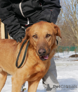 Photos supplémentaires: Dog sitter et aide à la recherche d'un foyer