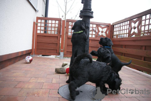 Photos supplémentaires: Schnauzer moyen chiots de pedigree FCI noir