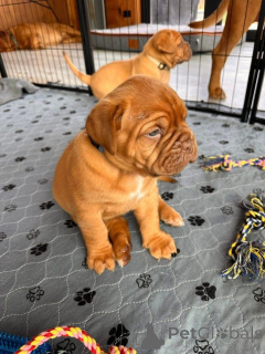 Photo №1. dogue de bordeaux - à vendre en ville de Huisseau-sur-Cosson | Gratuit | Annonce №170456