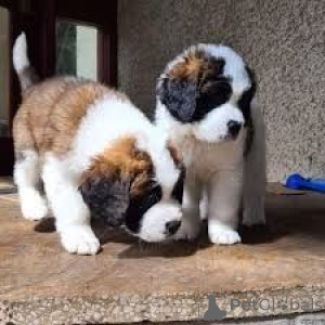 Photo №1. bouledogue - à vendre en ville de Feldkirchen à Kärnten | 350€ | Annonce №170149