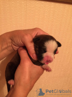 Photo №4. Je vais vendre boxer en ville de Barnaul. annonce privée - prix - négocié