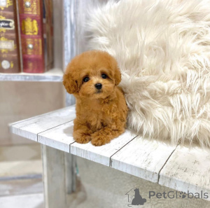 Photo №1. caniche (jouet) - à vendre en ville de Toronto | 484€ | Annonce №177679