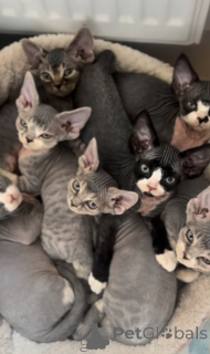 Photo №1. devon rex - à vendre en ville de Bidford sur avon | 700€ | Annonce № 163022