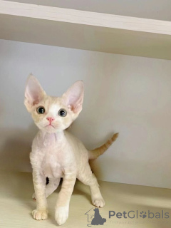 Photo №1. peterbald - à vendre en ville de Aizlingen | 450€ | Annonce № 157796