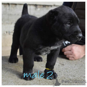 Photos supplémentaires: Chiots bergers d'Asie centrale