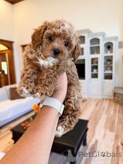 Photo №2 de l'annonce № 157471 de la vente labradoodle - acheter à Luxembourg annonce privée