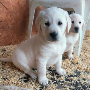 Photo №1. labrador retriever - à vendre en ville de Biržai | 300€ | Annonce №75772