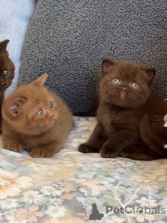 Photo №2 de l'annonce № 175231 de la vente british shorthair - acheter à Suisse éleveur