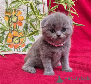 Photo №1. scottish fold - à vendre en ville de Kran-Montana | 350€ | Annonce № 178744