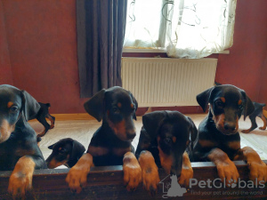 Photos supplémentaires: Vente de chiots Doberman pure race âgés de 2 mois.