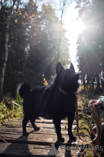 Photos supplémentaires: Schipperke Venya est à la recherche d'un logement.