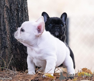 Photo №4. Je vais vendre bouledogue en ville de Дрезден. annonce privée - prix - 360€