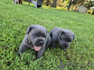 Photo №3. Nuttede Cane Corso hvalpe søger et kærligt hjem for altid. Danemark