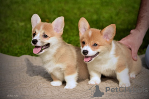 Photos supplémentaires: Chiots Welsh Corgi Pembroke